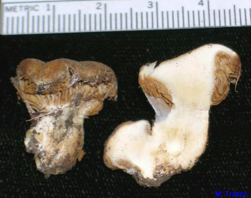 Cortinarius magnivelatus