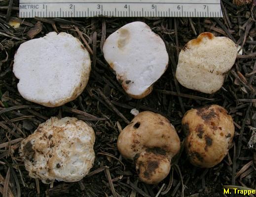 Gymnomyces brunnescens