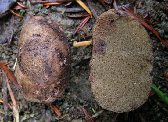 Rhizopogon subareolatus