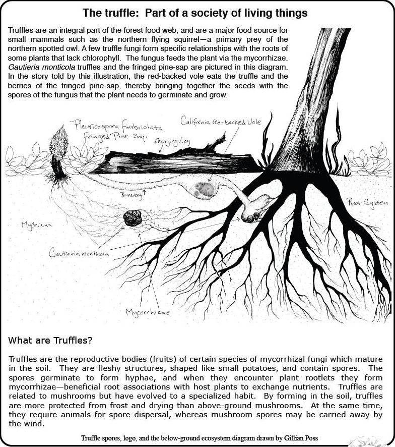 Web of Life diagram