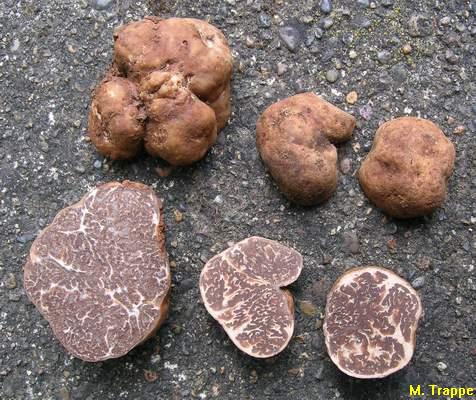 Tuber californicum