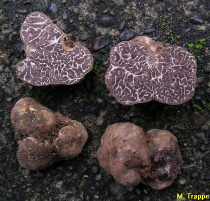 Tuber sphaerosporum